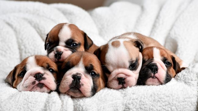 Breeder Vicky Grivakis’ four-week-old British bulldog puppies, which sell for around $6000 each. Pic: Mark Brake