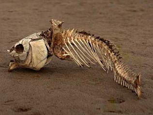 Dead fish bone skeleton on dry River Murray river bed taken only a few kms from where the River Murray joins the sea. In the...