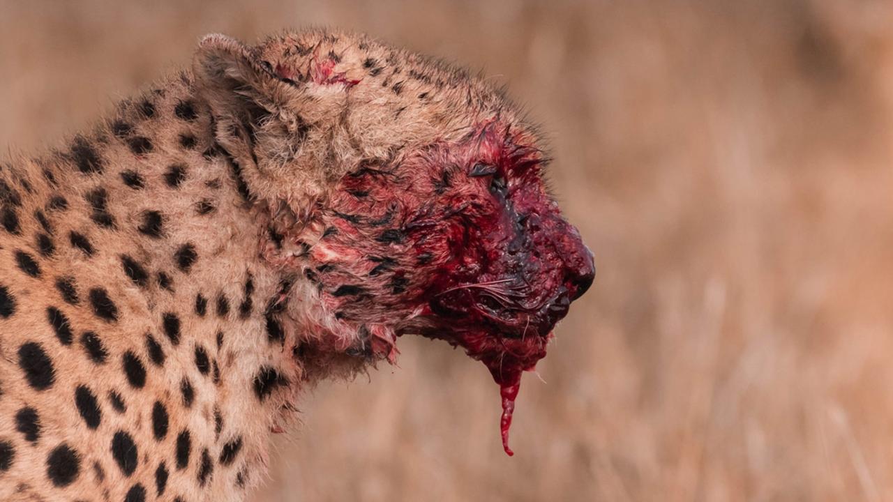 Kenyan photographer Aditya Nair photographed the bloody face of a cheetah in the Maasai Mara National Reserve, Kenya. Picture: Aditya Nair Africa Geographic Photographer of the Year 2021