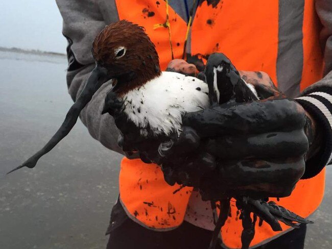 Freckled duck, Picture: Supplied