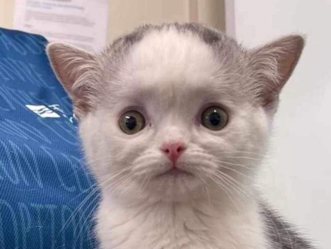 The Fraser Coast council has responded to claims a gravely sick kitten that was euthanised after coming into its care could have been saved.