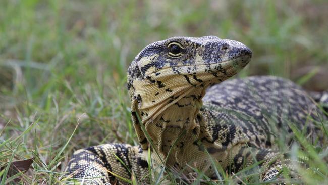 A teenager is being treated in hospital after receiving deep lacerations to his right hand from a goanna bite on K’gari.