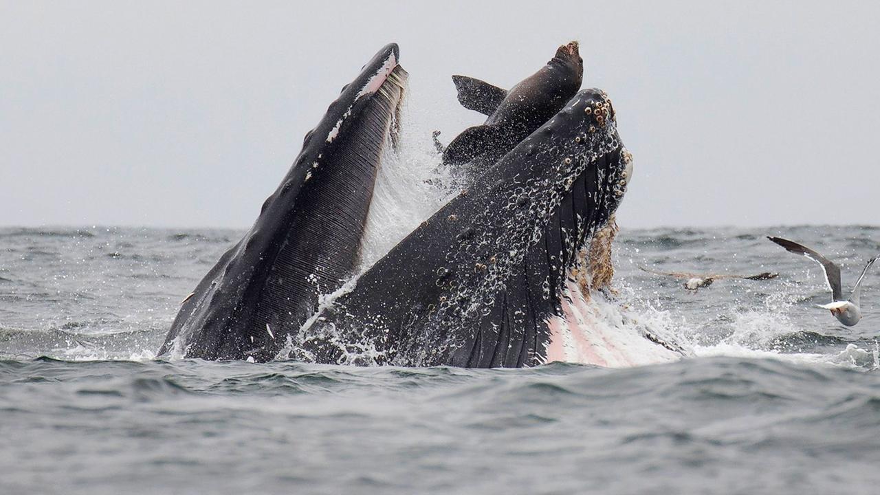 Sea lion captured falling in mouth of whale in rare photo