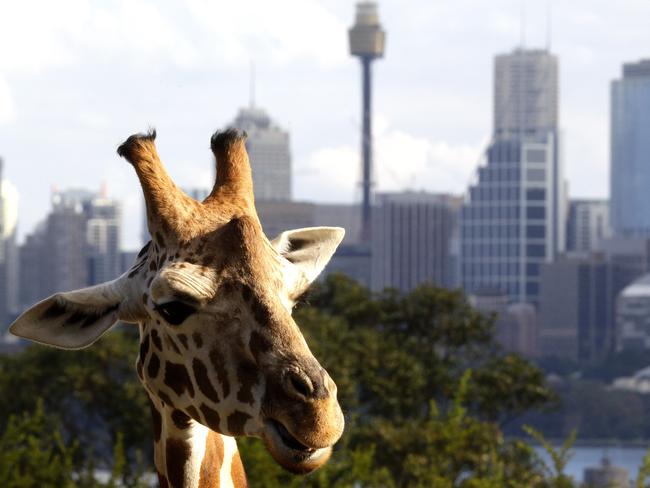 The zoo is a Sydney institution.