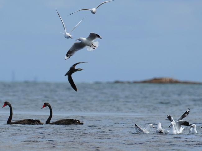 Ricketts Point is a haven for birds and fish.