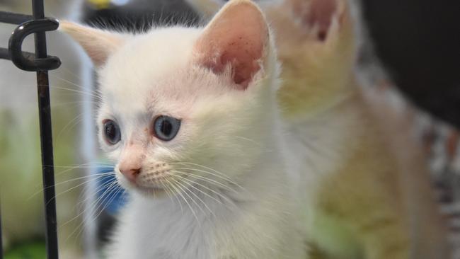 Months of lockdown has prevented families from vaccinating their cats against parvovirus, with a deadly outbreak now spreading across Melbourne, according to experts.