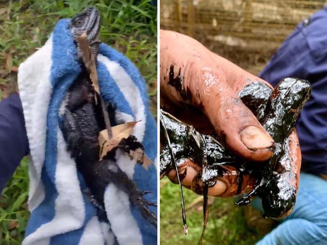 Lizards affected by pollution at Halfway Creek in Yatala. Pictures: Supplied.