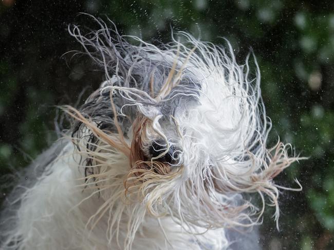 Sugar shakes off after a bath. Picture: David Caird