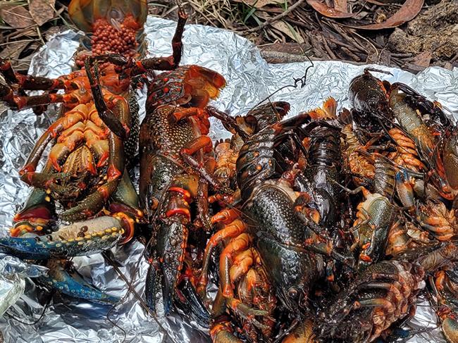 Hundreds of dead Giant Spiny Crayfish were discovered by a tour guide in the area of Hazelbrook Creek, west of Penrith, on Wednesday.  Picture: Blue Mountains Council