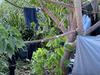 The city’s homeless are now jagging million-dollar views
