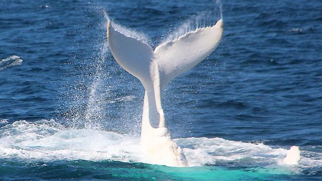 Migaloo sighted off Gold Coast on southward migration | news.com.au ...