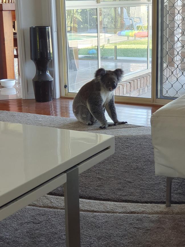 Gruff stayed in the house until Wildcare picked her up. Picture: Belinda Harvie