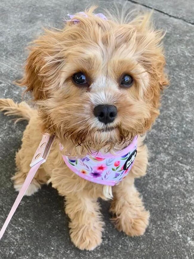Our sweet Luna (5 months, Cavoodle), who has bought our family so much love & happiness after the sudden passing of our boxer Daisy