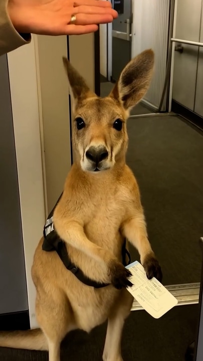 AI "support kangaroo" fools millions