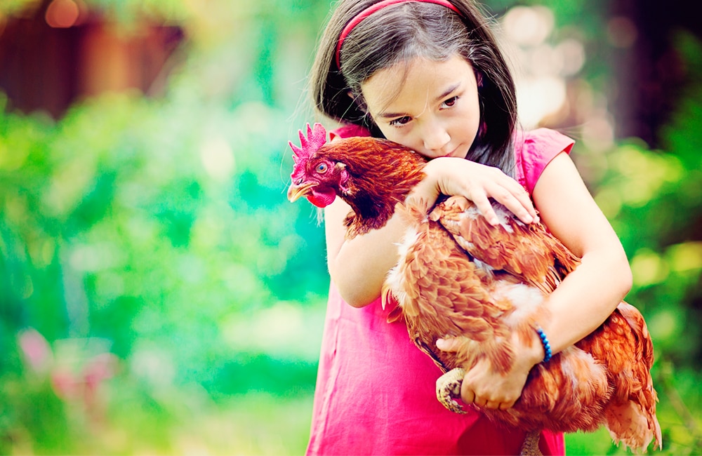 Our Chickens — Manning Valley Free Range Eggs