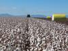 Cotton bales stacking up to $3.4bn for 2023