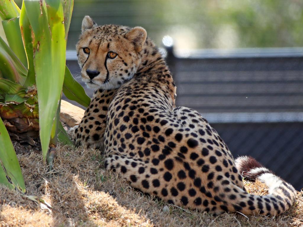 First look at the lion and cheetah enclosures inside Sydney Zoo in Bungarribee in Sydney's west, the first zoo to open in Sydney in over 100 years. Male Cheetahs Akiki and Obi get familiar with their new surrounds. Picture: Toby Zerna