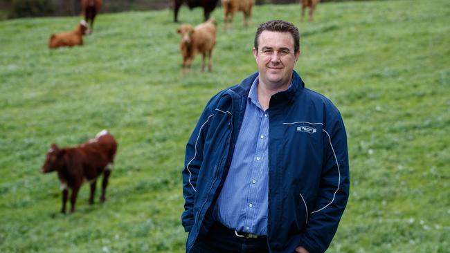 Scott Endersby from ProStock Livestock with some of his cattle at Willunga. Picture Matt Turner.