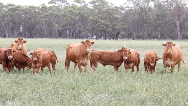 The property’s beef enterprise revolves totally around the stud cattle.