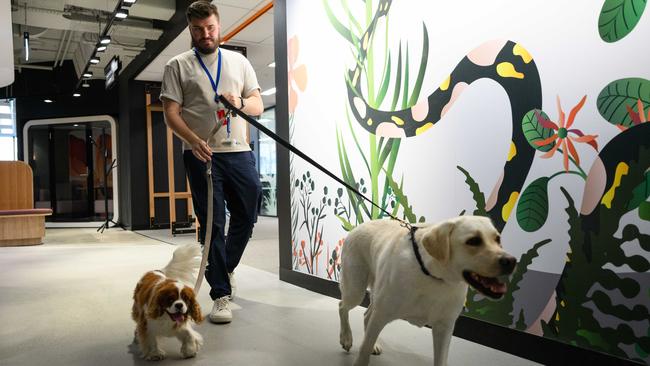 It's a dog's life at Amazon's Sydney office