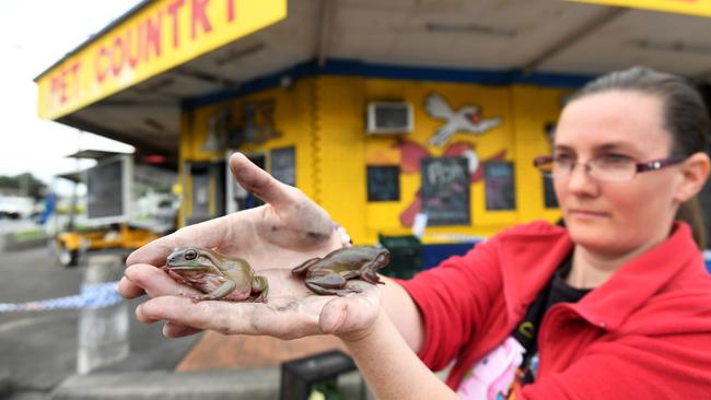 Sheree with two green tree frogs saved from a pet shop at Slacks Creek that was devastated by fire overnight, killing a number of animals inside. Picture: Dan Peled