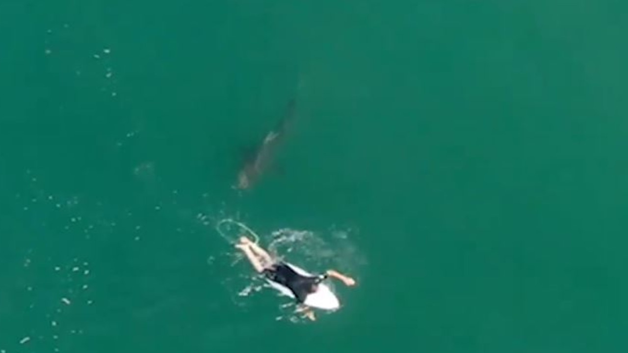 The shark is seen approached Wilkinson as he paddled in the water. Picture: Surf Life Saving NSW