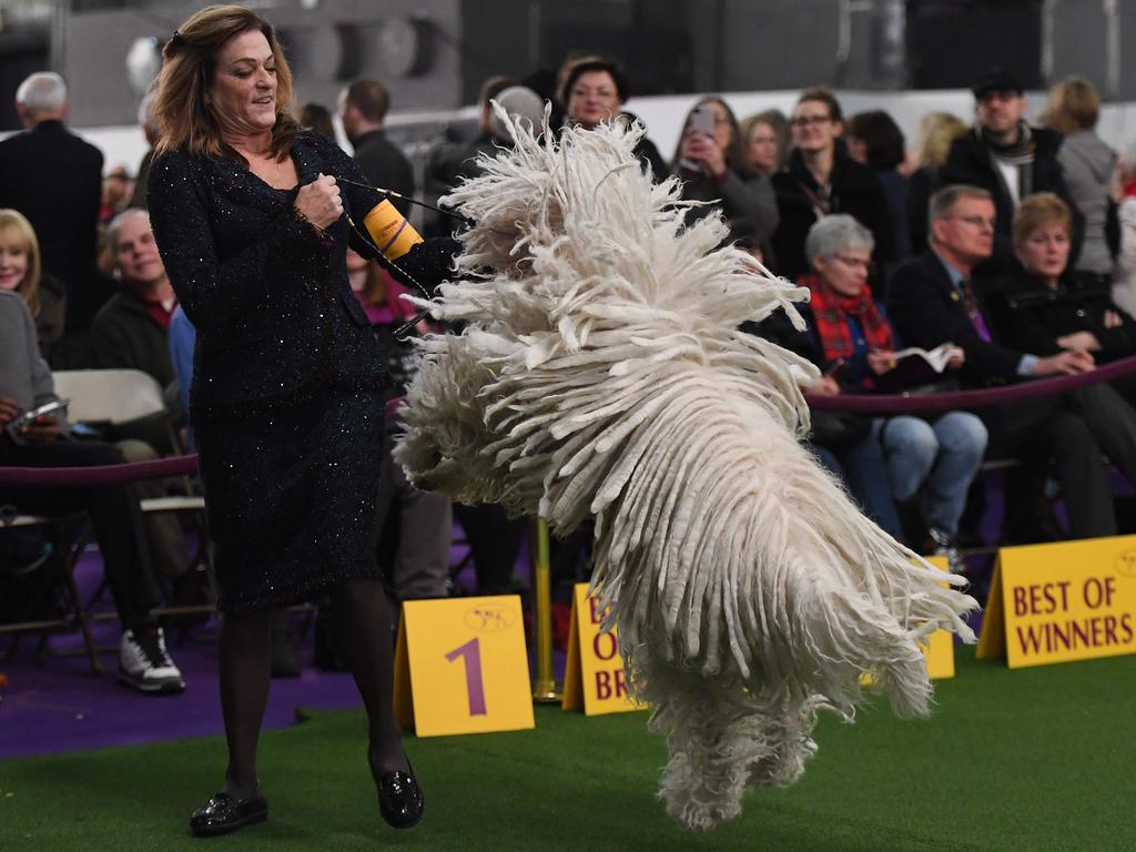 A Komondor and handler Nina Fetter in the judging ring during Day Two of competition at the Westminster Kennel Club 142nd Annual Dog Show in New York on February 13, 2018. / AFP PHOTO / TIMOTHY A. CLARY