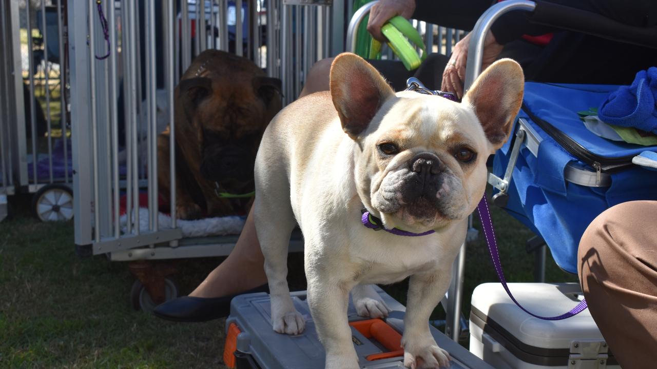 Dogs of all breeds, colour and size were strutting their stuff around the ring at the dog show.