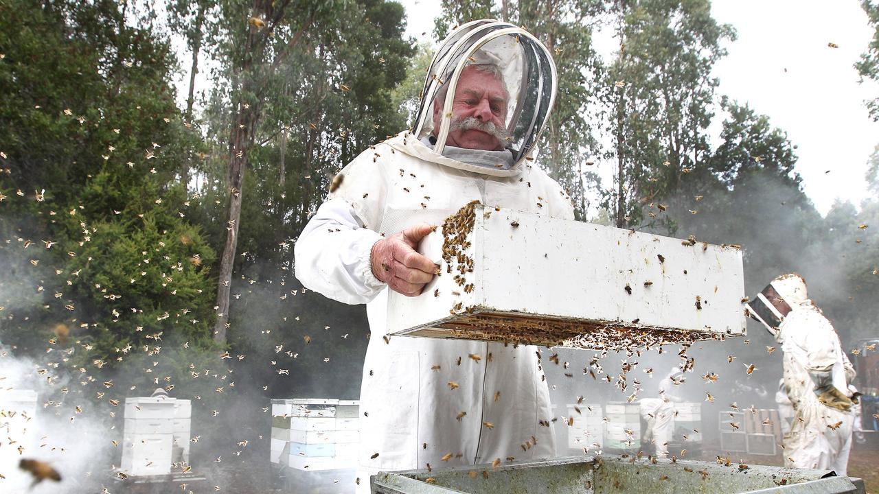 Apiarist Lindsay while collecting bees to export to Canada from the Tasmanian West Coast