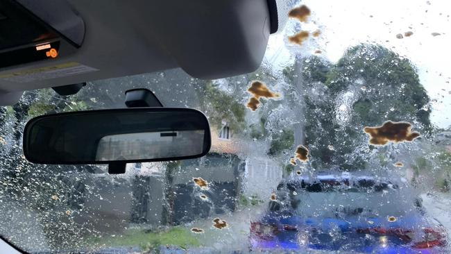 Bat poo regularly gathers on car windows in the suburb. Photo: Gary Saunders.