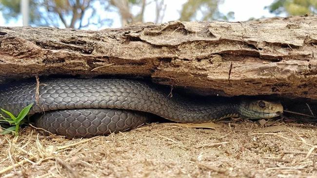 SNAKE BITE: A woman was bitten by a snake at Gayndah. Picture: Samuel Hunt