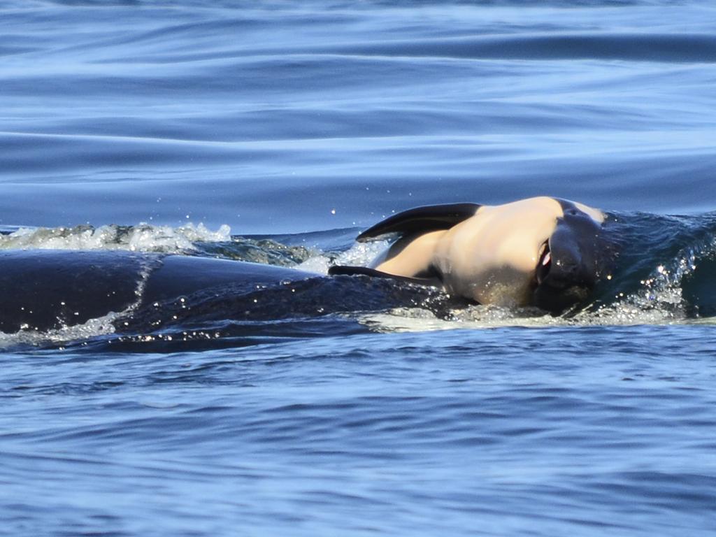 The mother carried her calf for 17 days. Picture: Michael Weiss/Center for Whale Research via AP