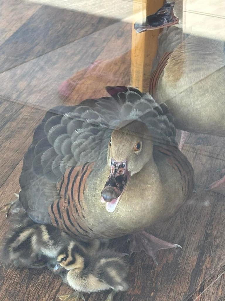 A family of ducks visit a Hope Island restaurant. Picture: Facebook/Sandra Bosworth