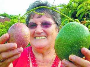 Gloria O’Neill shows off the giant passionfruit growing on a vine in her backyard garden at Wollongbar. The fruit, weighing around half a kilogram at present, is pictured with an average-sized passionfruit. . Picture: Cathy Adams