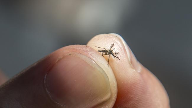 Though tiny, mosquitoes are considered the worlds deadliest animal. Picture: Supplied