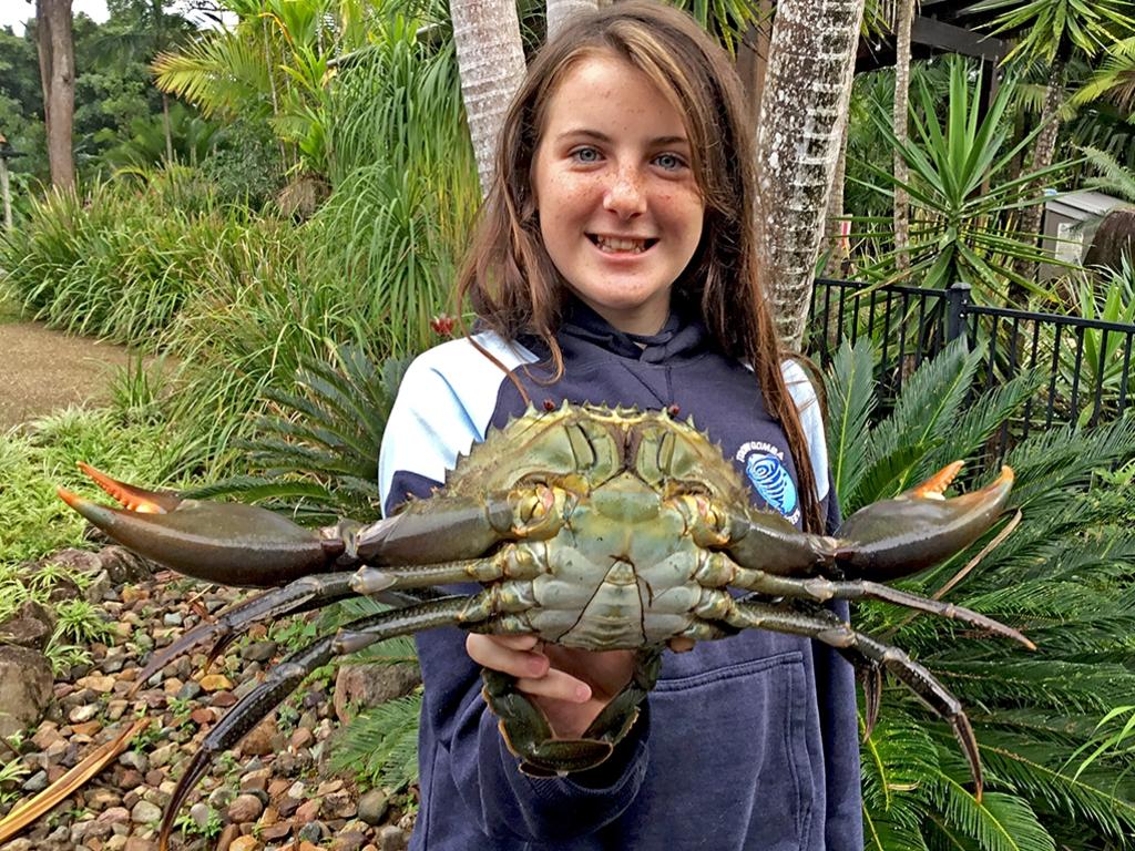 The Queensland Government has placed a limit on the number of mud crabs that can be caught.