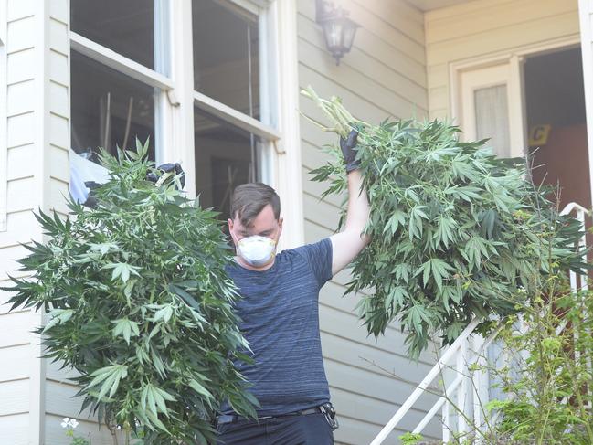 Some of the cannabis seized in a raid at Read St, Eastwood. Photo Jeremy Piper