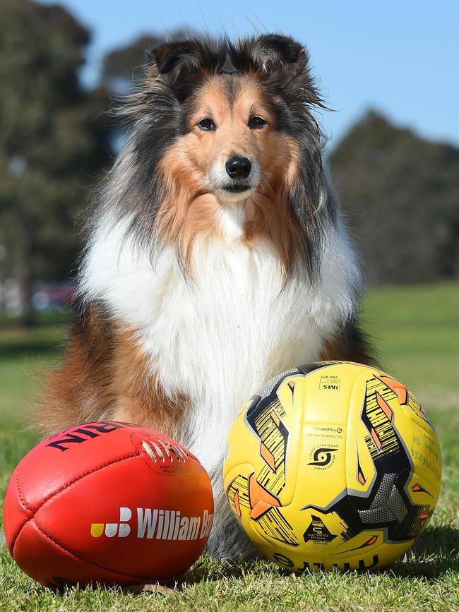 Elsternwick Park South will soon be for winter sports and recreational purposes such as walking Baxter (pictured). Picture: Josie Hayden