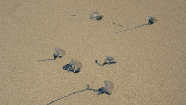 Blue bottles wash up across Gold Coast beaches.