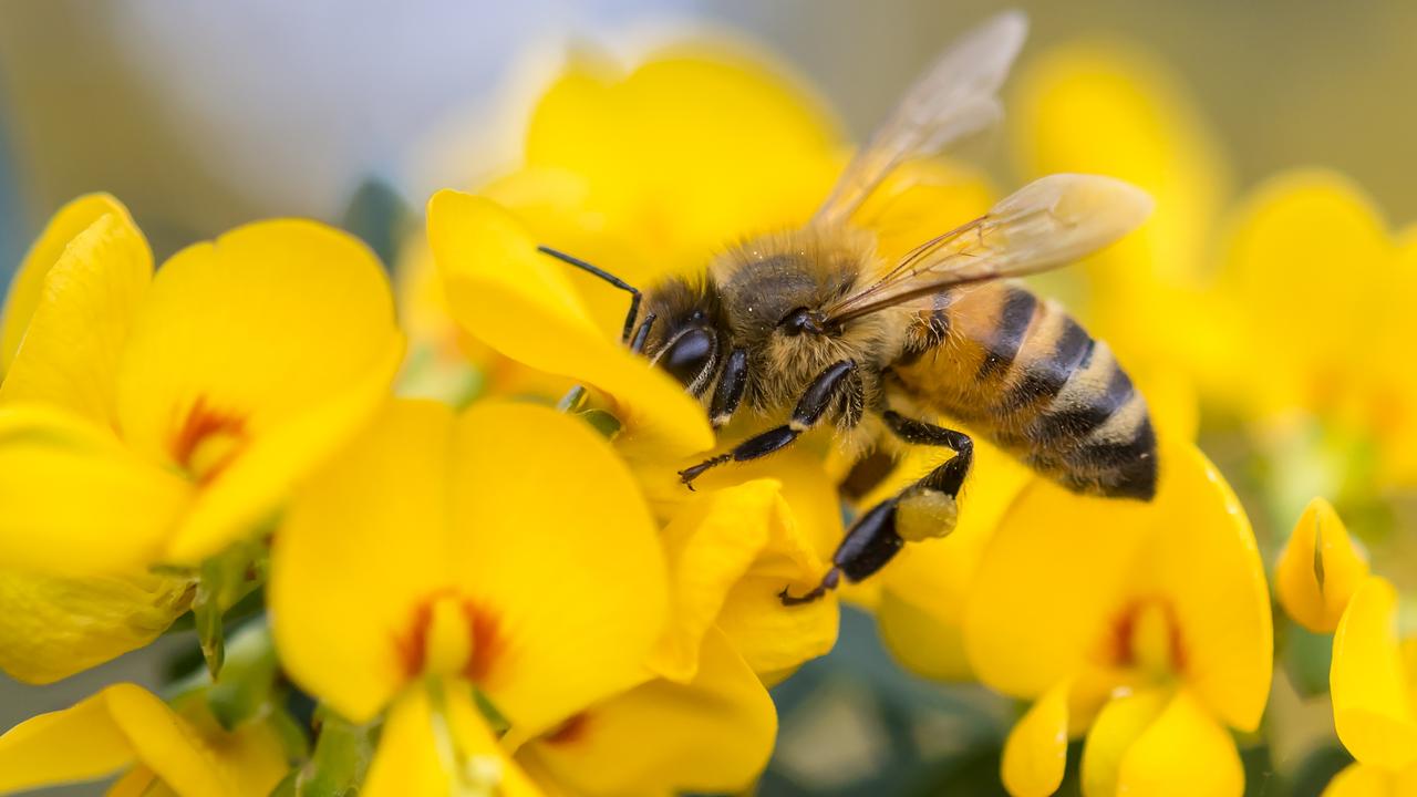 Pollination