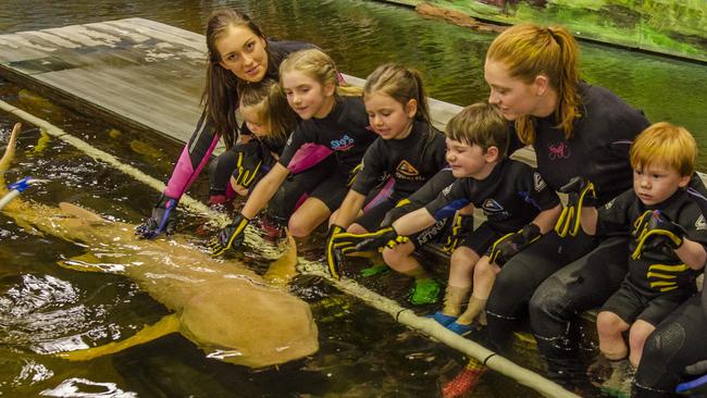 Irukandji Shark and Ray Encounters set to become the largest marine aquariums in NSW.