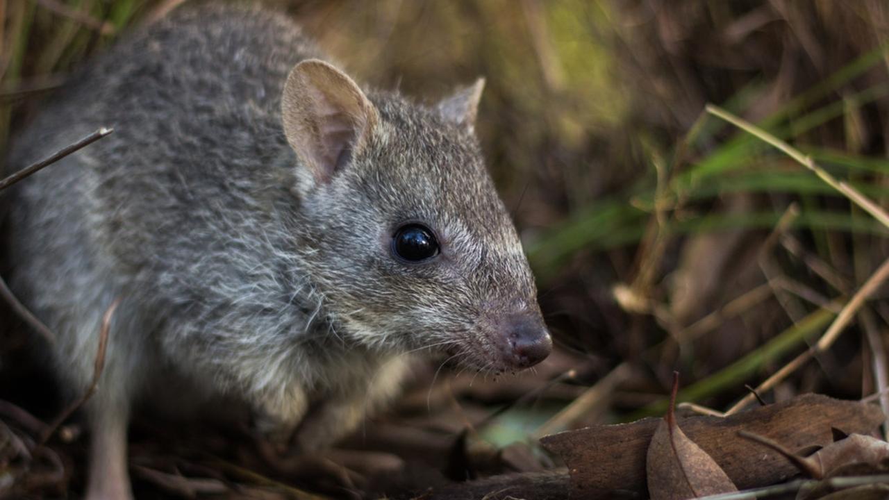 Insurance population proposed for northern bettongs in Far North ...