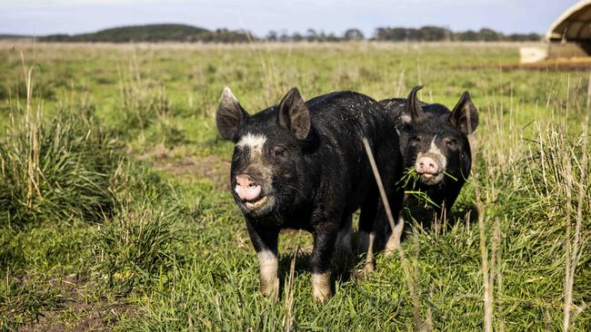 Pigs graze across 60ha of the Wheals’ farm, separated into about 30 paddocks. Picture: Nicole Cleary