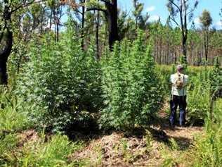 A woman has been found not guilty of manicuring marijuana crops uncovered growing in Gympie region national parks. Picture: Contributed