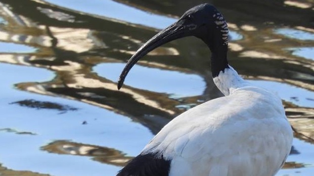 The ibis is a protected species in NSW. Picture: Wild Bird Rescues Gold Coast