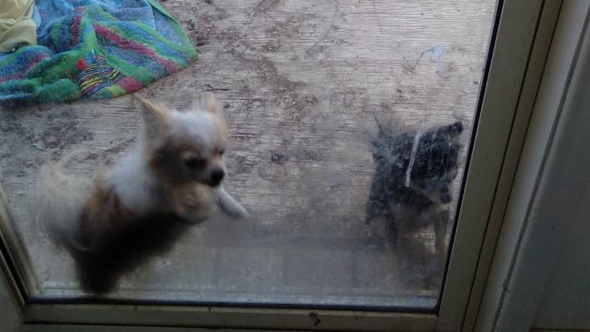 Chihuahuas Pablo and Poppy were found in a flea-ridden enclosure. Picture: Supplied/RSPCA