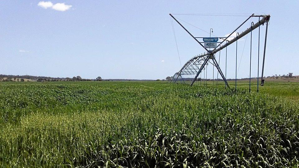 HEFTY LOAD: It is estimated that the crop may yield 200 bales or 105 tonne. Picture: South Burnett Regional Council