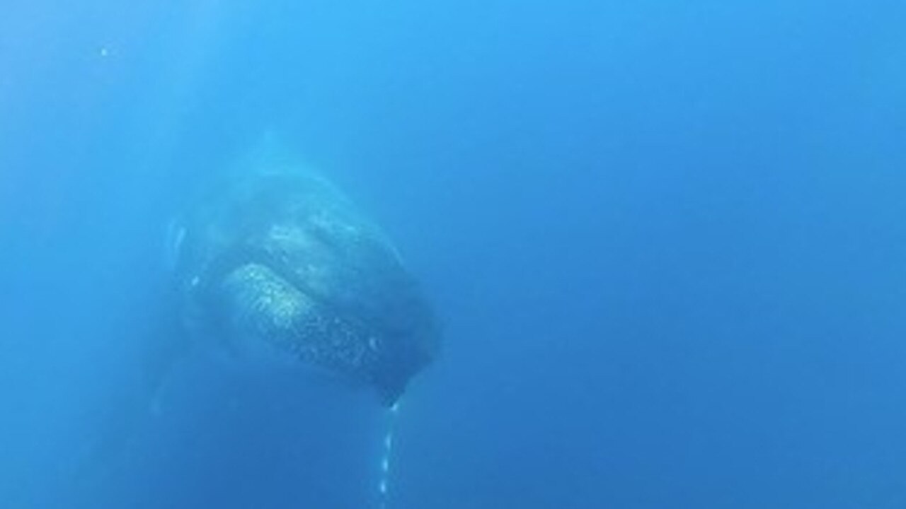 Sunreef Mooloolaba: Humpback Whale on the Sunshine Coast | The Courier Mail