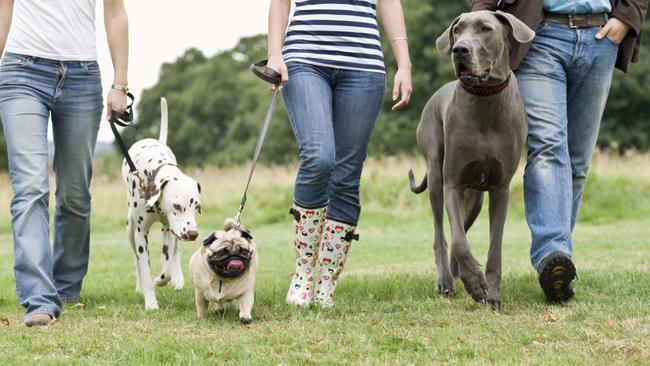 Pets of all shapes and sizes fill be looking for forever homes at the Townsville City Council Animal Shelter Open Day this weekend. Picture: File