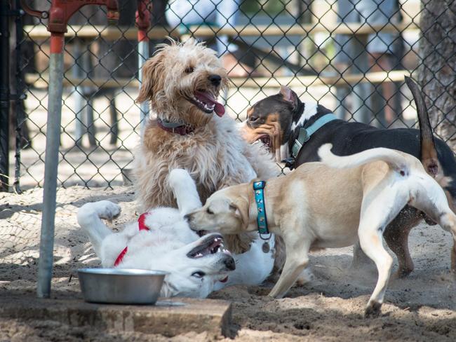 A small pack of dogs play at a public, off-leash dog park. iistok